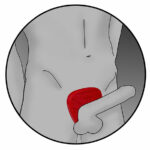 Electrastim  Silicone Fusion Viper Cock Shield BDSM Toys & Accessories | SEX Shop Ireland 22