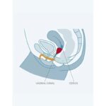 FUN FACTORY – FUN CUP SINGLE SIZE B GRAPE Miscellaneous Sex Accessories | SEX Shop Ireland 13