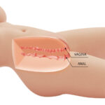 CRAZY BULL – TIFFANY REALISTIC FEMALE TORSO VAGINA AND ANAL 5.5 KG Sex Dolls | SEX Shop Ireland 18