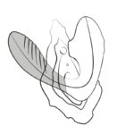 ROMP – REVERB G-SPOT STIMULATOR AND CLITORAL SUCTION DEVICE PURPLE Air Pulse Stimulators | SEX Shop Ireland 28