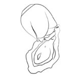 ROMP – ROSE GLOW CLITORAL SUCTION TOOL GLOW IN THE DARK Air Pulse Stimulators | SEX Shop Ireland 29
