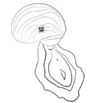 ROMP – SPIN CLITORAL SUCTION ANTITUDE WITH ROTATING OPENING AND CLOSING Air Pulse Stimulators | SEX Shop Ireland 39